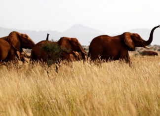 Elephants are seen at the Tsavo West national park in Kenya, February 4, 2014. REUTERS/Thomas Mukoya/File Photo
