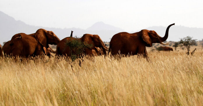 Kenya-wildlife-census-2021-05-07T150735Z_1_LYNXMPEH460W4-OZATP_RTROPTP_4_OZATP-UK-KENYA-WILDLIFE-CENSUS-th Elephants are seen at the Tsavo West national park in Kenya, February 4, 2014. REUTERS/Thomas Mukoya/File Photo