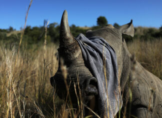 Rhino poachers return South Africa after lockdown