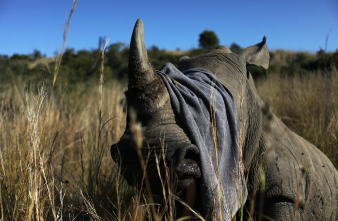 RHINo-poachers-south-africa-2021-05-03T101202Z_1_LYNXMPEH420B8-OZATP_RTROPTP_4_OZATP-UK-SAFRICA-ENVIRONMENT-RHINO Rhino poachers return South Africa after lockdown