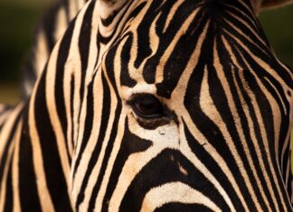 addo elephant park sanparks ceo