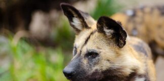 African Wild Dog, the endangered animal is on the increase in the Kruger National Park