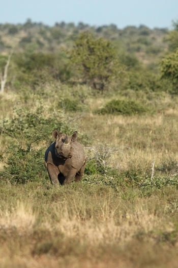 Black rhino attack Zululand south africa