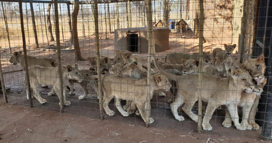 Captive lion industry in South Africa set to end.