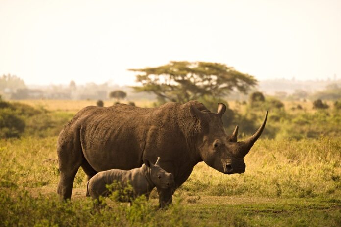 Rhino in Kruger