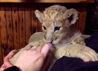 Carte Blanche: How Did SA Finally Decide to End Captive Bred Lion Industry?