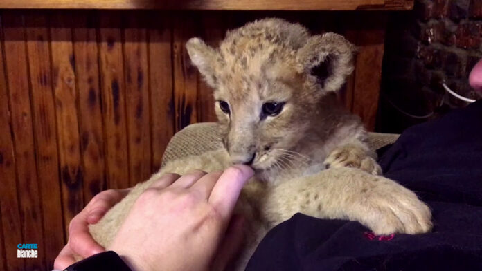 lion cub petting carte blanche Carte Blanche: How Did SA Finally Decide to End Captive Bred Lion Industry?