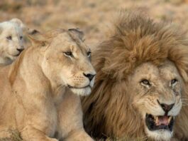 World Lion Day 2022