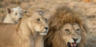World Lion Day 2022