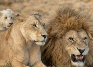 World Lion Day 2022