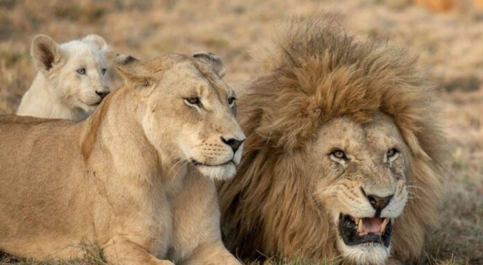lions World Lion Day 2022