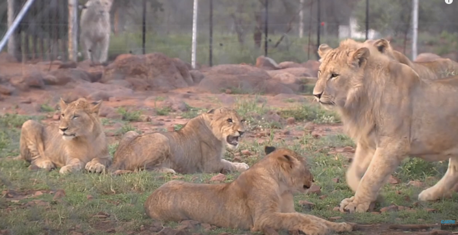 lions carte blanche