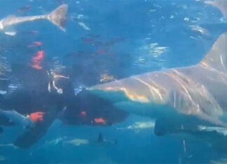 shark cage diving South Africa