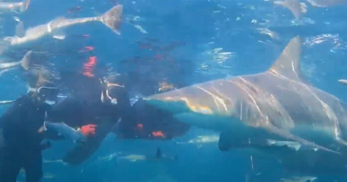 shark-cage diving-South-Africa-south-coast shark cage diving South Africa