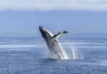 Algoa Bay in South Africa Becomes Prestigious Whale Heritage Site