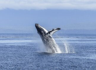 Algoa Bay in South Africa Becomes Prestigious Whale Heritage Site
