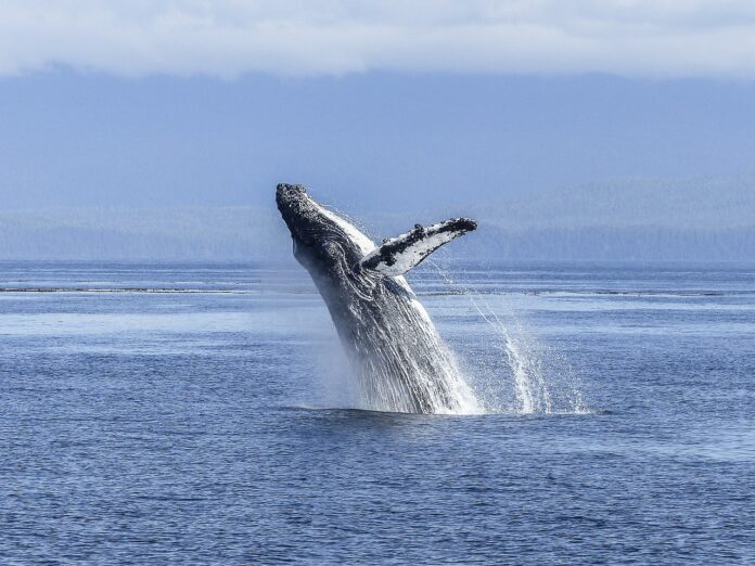 Algoa Bay Whale heritage site humpback-whale-436120_1280 Algoa Bay in South Africa Becomes Prestigious Whale Heritage Site