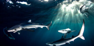 Blue sharks, which are prized for their fins, swimming off Cape Point in South Africa. Morne Hardenberg