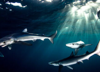 Blue sharks, which are prized for their fins, swimming off Cape Point in South Africa. Morne Hardenberg