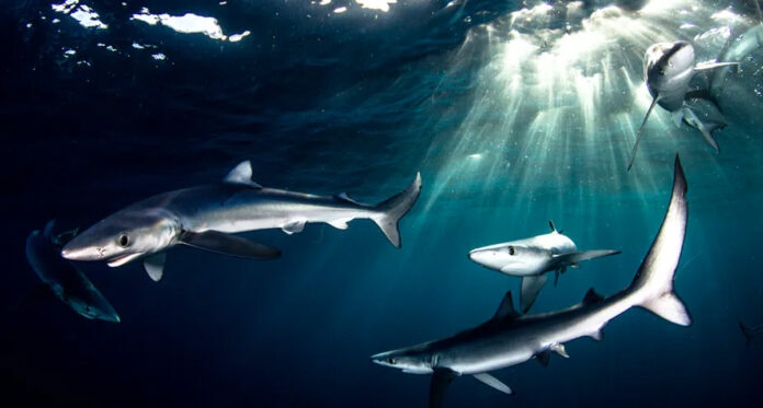 Blue-Sharks-Cape-Point-South-Africa Blue sharks, which are prized for their fins, swimming off Cape Point in South Africa. Morne Hardenberg