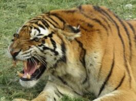 tiger mauls keeper to death in south africa