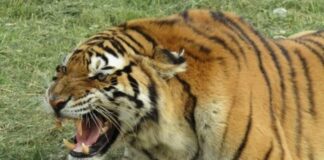 tiger mauls keeper to death in south africa
