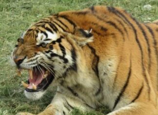 tiger mauls keeper to death in south africa