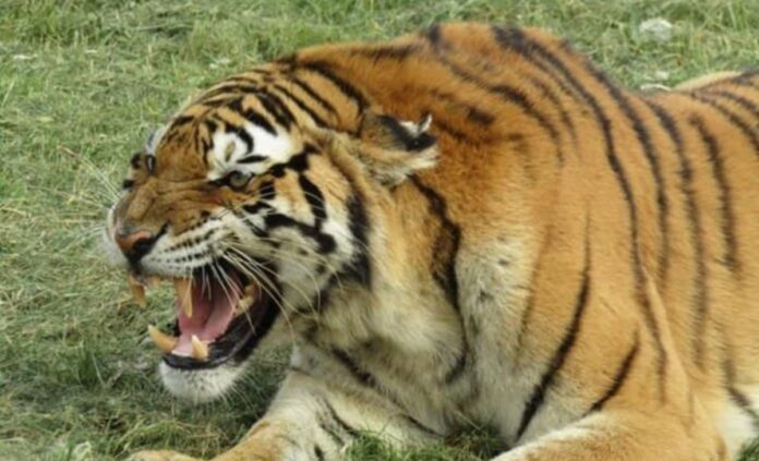 Jasper the Siberian tiger that killed keeper David Solomon at Seaview Predator Park in South Africa tiger mauls keeper to death in south africa