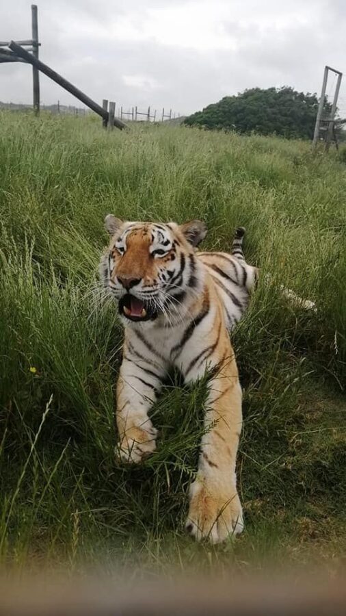 tiger mauls keeper to death in south africa