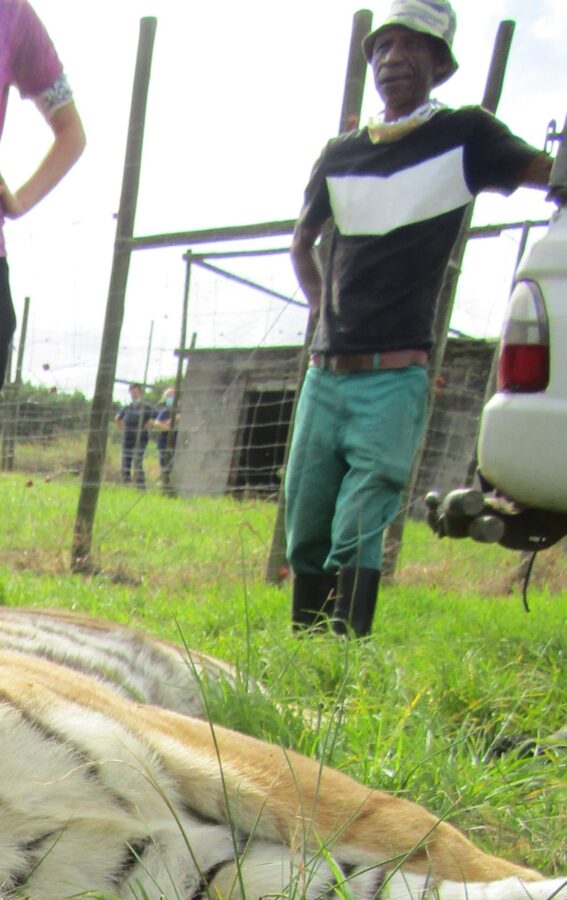tiger mauls keeper to death in south africa