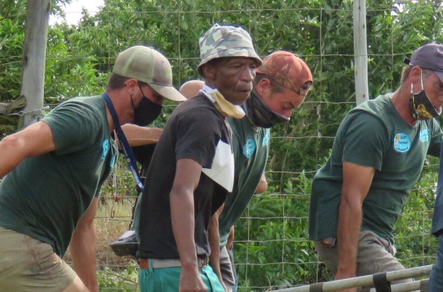 tiger mauls keeper to death in south africa