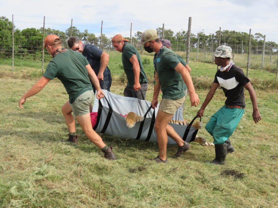 tiger mauls keeper to death in south africa