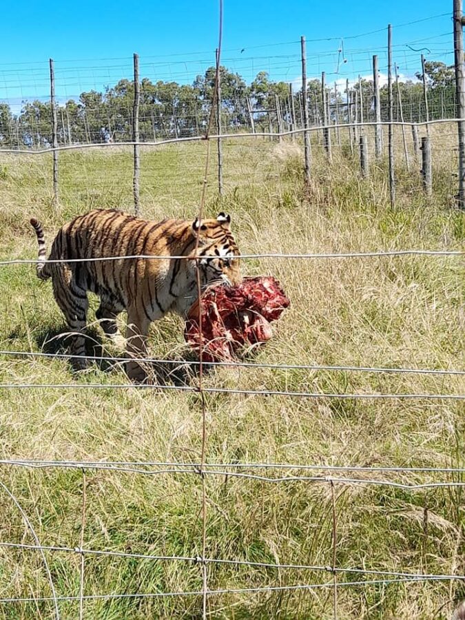 tiger mauls keeper to death in south africa