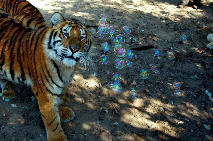 tiger mauls keeper to death in south africa