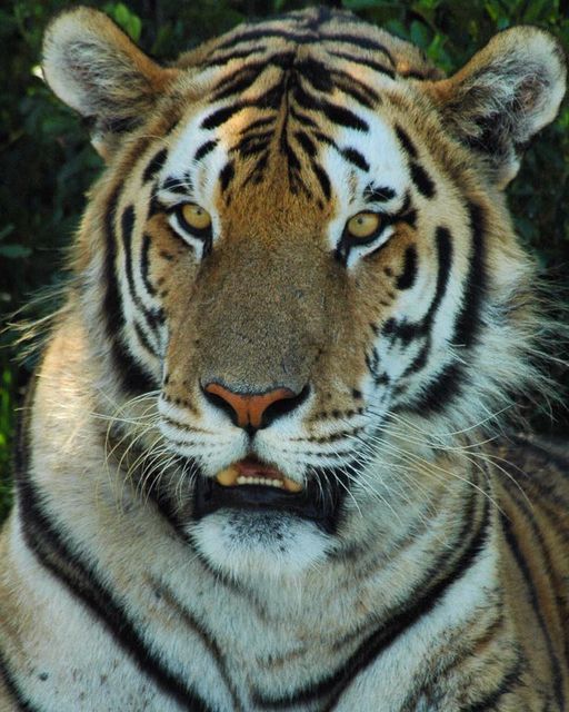 tiger mauls keeper to death in south africa
