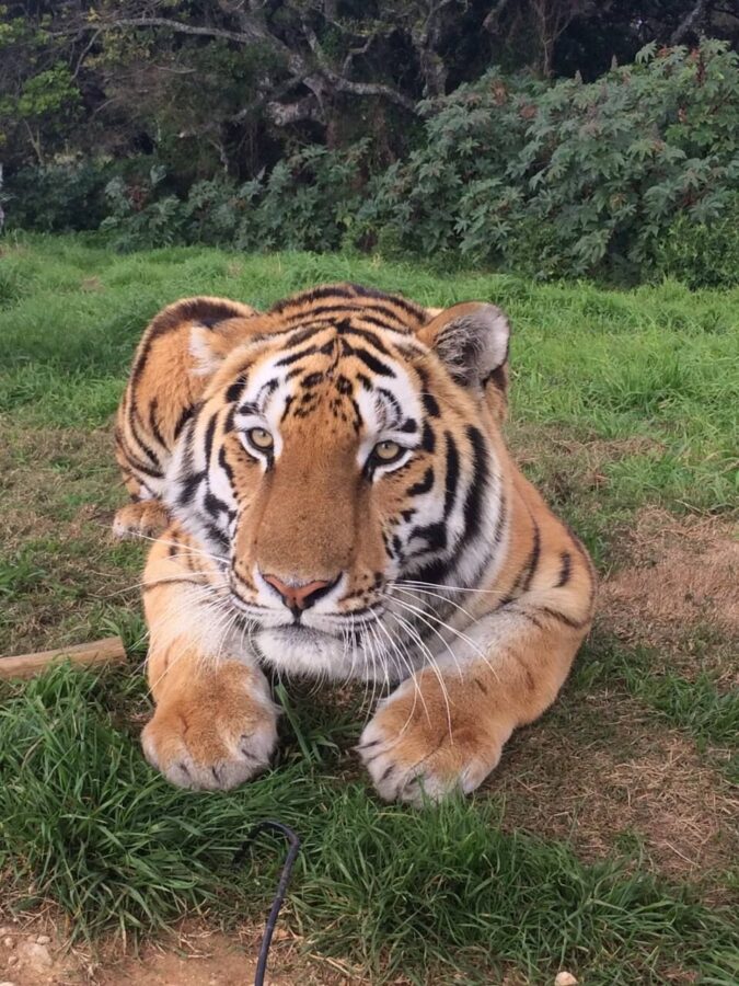 tiger mauls keeper to death in south africa
