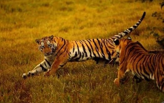 tiger mauls keeper to death in south africa