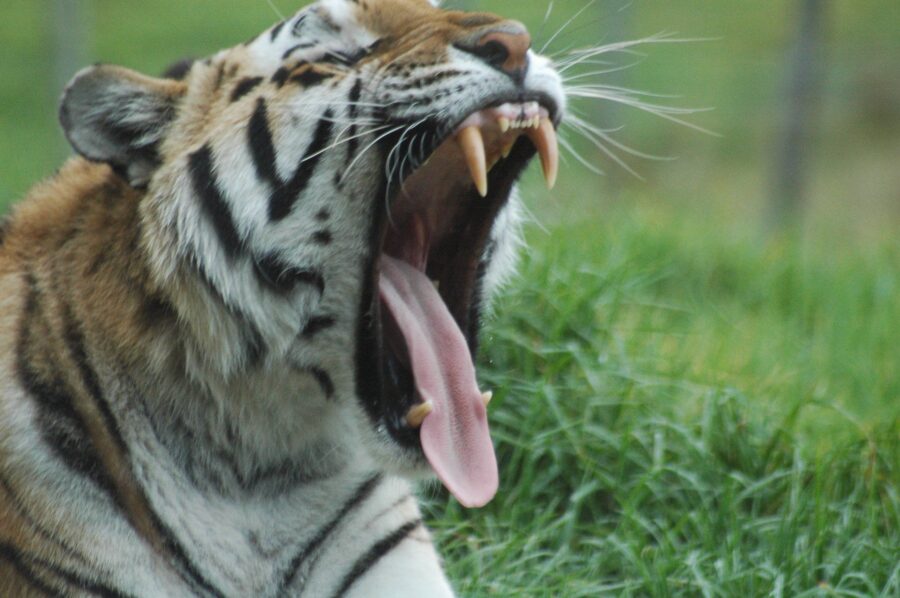 tiger mauls keeper to death in south africa