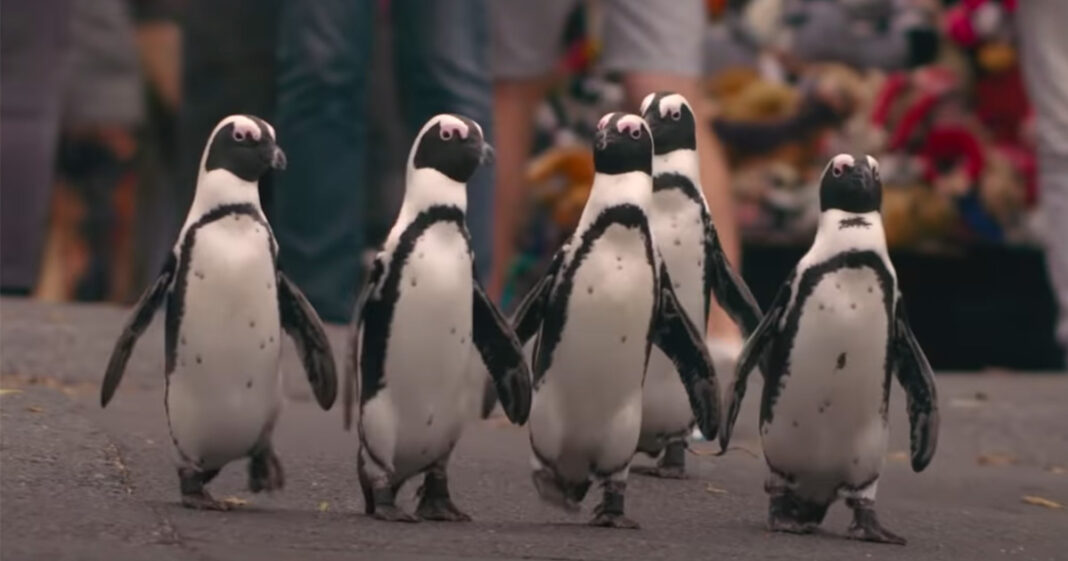 WATCH South Africa�s Penguins Poised to Be Global Stars in