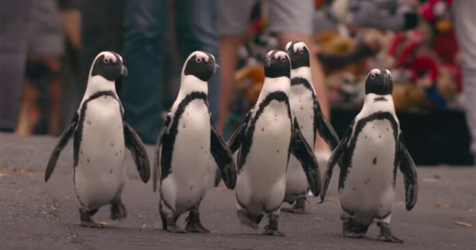 Penguin-Town-Netflix-South-Africa Netflix 'Penguin Town' Simons Town South Africa