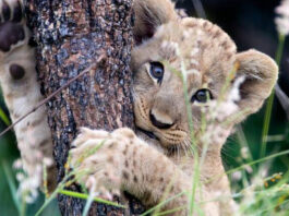 Youth-Day-Lions-Environmental-Minister