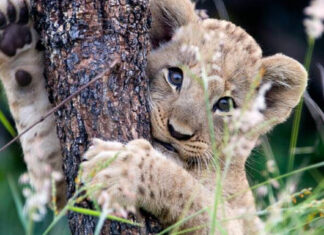 Youth-Day-Lions-Environmental-Minister