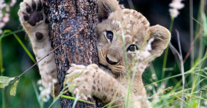 Youth-Day-Lions-Environmental-Minister Youth-Day-Lions-Environmental-Minister