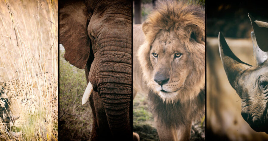 Pinnock Creecy Wildlife policy