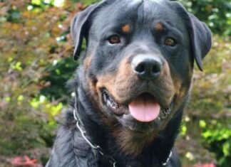Duke SAPS K9 in critical condition