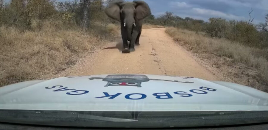 elephant charges bakkie
