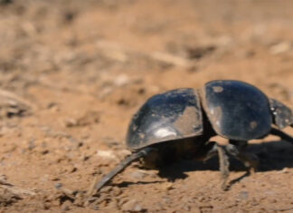 flightless dung beetle