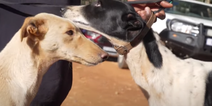 hunting dogs carte blanche hunting dogs carte blanche