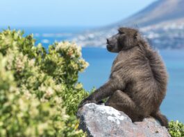 Baboons Cape Town Western Cape