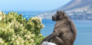 baboon bonds